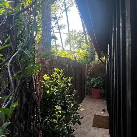 Le Cabanon Entouré De Pins * Lacanau