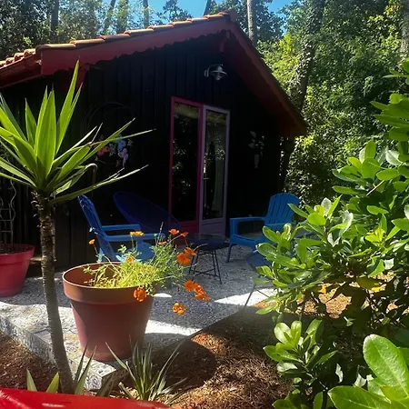 Le Cabanon Entouré De Pins
