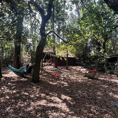 Le Cabanon Entouré De Pins * Lacanau